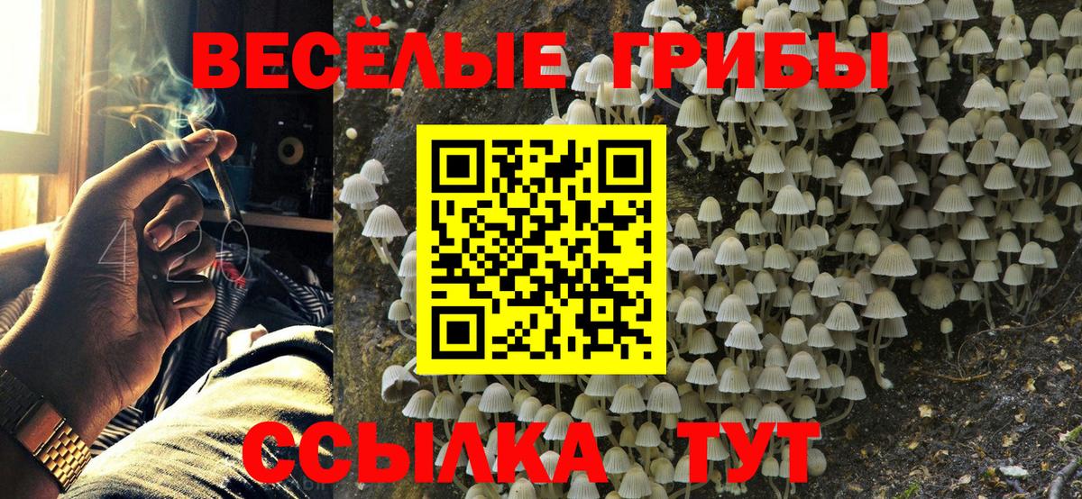Галлюциногенные грибы Psilocybe Сызрань